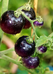 European Black Cherry Tomato Seeds - 10+ Heirloom, Non-GMO, Sweet, Rare - Solanum lycopersicum