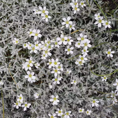 Snow In Summer Seeds 300+ Cerastium Flower Groundcover Perennial - Fast-Growing Ground Cover for Gardens