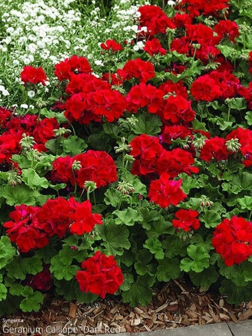 Ivy Geranium Cuttings 8 Pack Mountie Red for Rooting Pelargonium peltatum