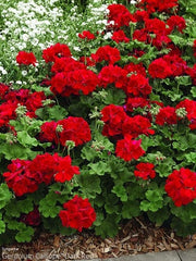 Ivy Geranium Cuttings 8 Pack Mountie Red for Rooting Pelargonium peltatum
