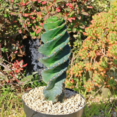 Spiral Cactus Plant - Cereus forbesii 'Spiralis' - Live Succulent - Unique Decorative Houseplant