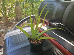 Aloe Vera Plant 15" Organic USA Grown, Aloe Barbadensis, Miracle Plant, Rooted Succulent