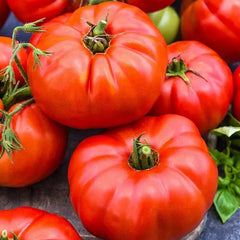 Jersey Tomato Seeds - 120+ Organic Beefsteak - NON-GMO - Heirloom Garden Seeds - Perfect for Home Growing