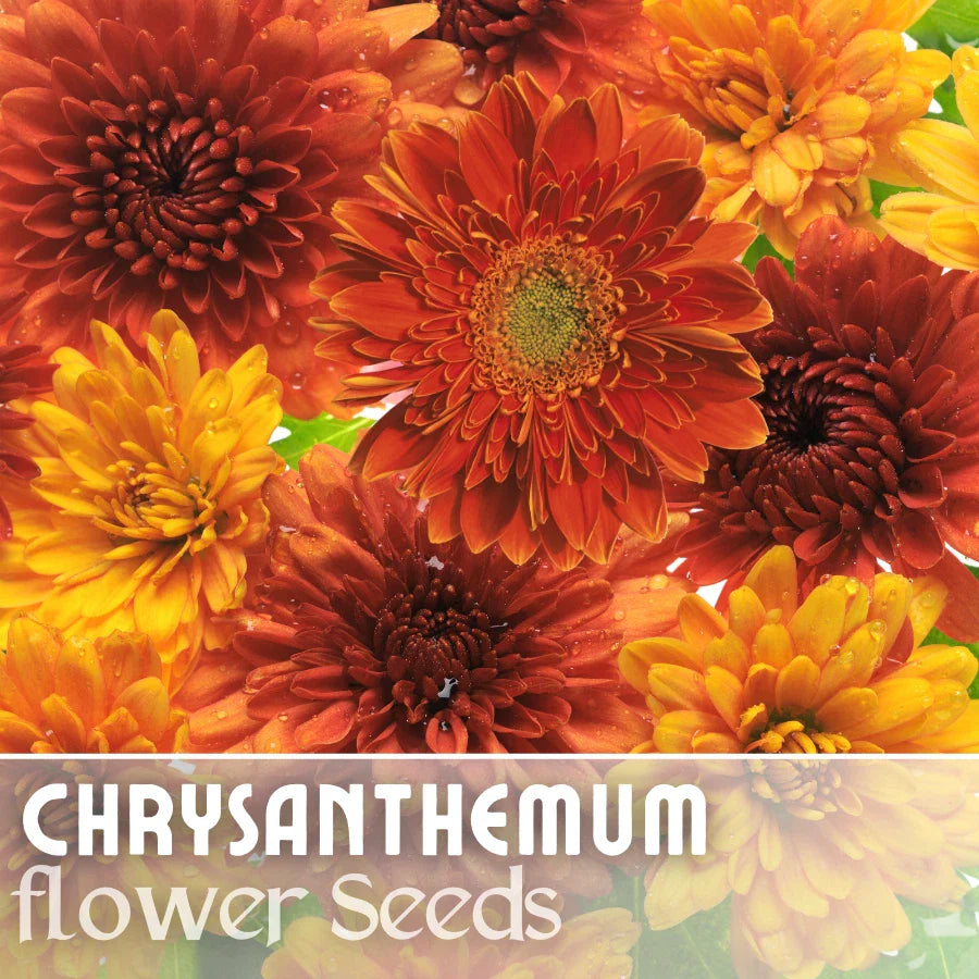Chrysanthemum Seeds - Golden Bouquet Mix - 200+ Flower Seeds - Mum Variety - Perfect for Garden Planting