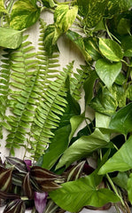 Rooted House Plant Cuttings - 20 Pack - Four Varieties - Ideal for Indoor Gardening - Perfect for Propagation