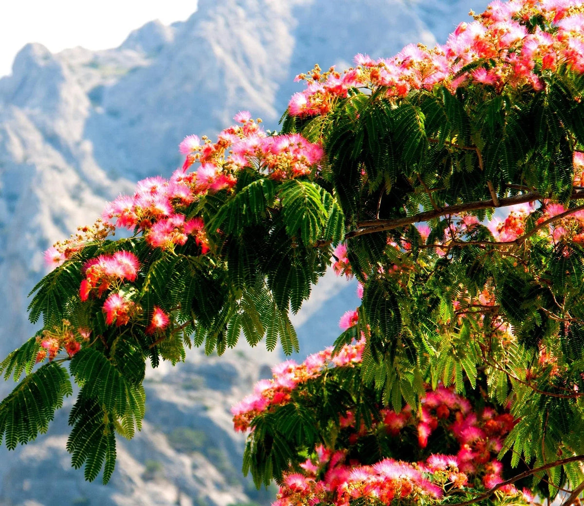 30 Persian Silk Tree Seeds - Summer Mimosa, Albizia julibrissin, Silk Tree Seeds for Planting