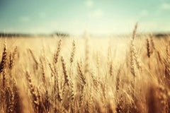 Wheat Cover Crop Seeds 25 Lbs Non-GMO Winter Wheat Food Plot Seed for Deer & Turkey (Triticum aestivum)