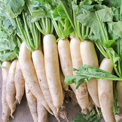 Daikon Radish Seeds 5 LB - Extremely Large Radish for Deer Food Plot - Raphanus sativus