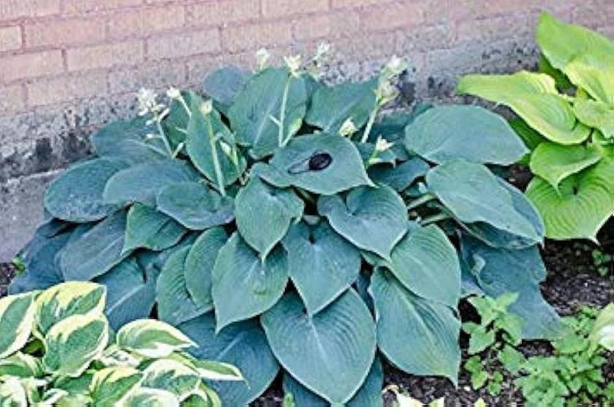 Hosta Plants 3 Bare Root Blue Angel Hosta for Shade (Hosta 'Blue Angel') - Healthy Bare Root Perennial Garden Plants
