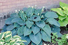 Hosta Plants 3 Bare Root Blue Angel Hosta for Shade (Hosta 'Blue Angel') - Healthy Bare Root Perennial Garden Plants