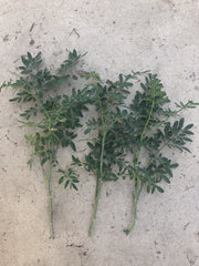 Fresh Cutting Common Rue Plant - Ruta Graveolens - Herb of Grace - Ready to Plant - Aromatic Culinary Herb