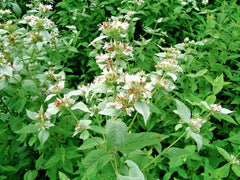 Mountain Mint Seeds - 500+ Edible Wildflower, Native Herb for Drought & Poor Soils, Shade Tolerant - Pycnanthemum virginianum