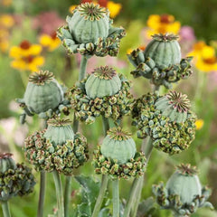 Hens and Chicks Seeds - 100 Count - Poppy Flower Variety - Sempervivum spp.