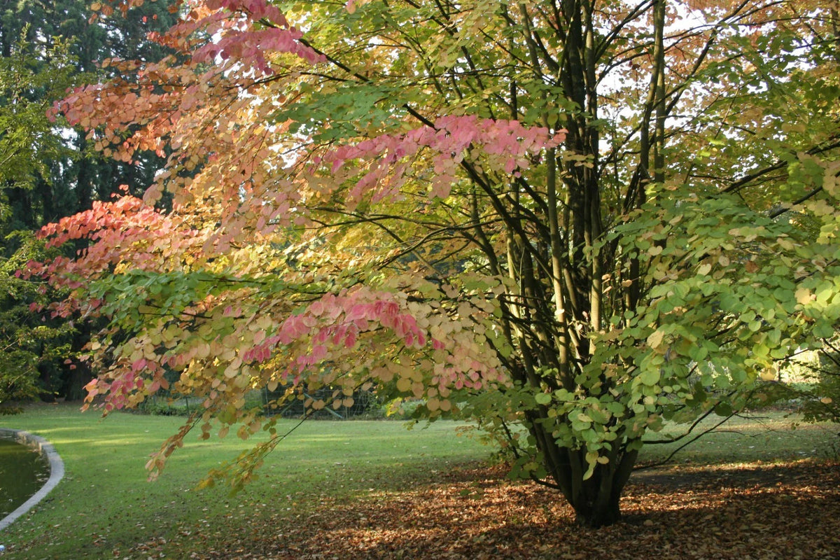 Japanese Katsura Seeds - 50 Count - Cercidiphyllum japonicum - Beautiful Deciduous Tree for Home Garden