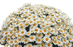 Shasta Daisy Plants, Bare Root, 4 Perennials, White Flowers, Leucanthemum × superbum, Summer Blooms for Gardens