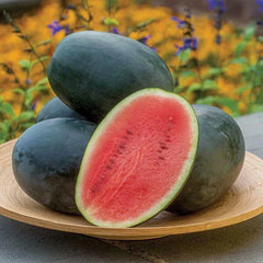 Little Darling Watermelon Seeds - 50+ Pack for Garden Planting - Citrullus lanatus - USA Grown, Free Shipping