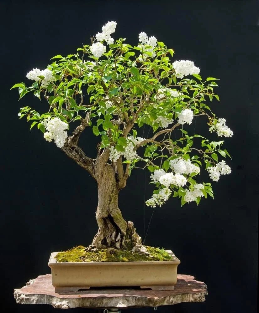 Japanese White Lilac Bonsai Seeds - 30 Seeds - Syringa reticulata - Ideal for Planting and Cultivating Unique Bonsai Trees