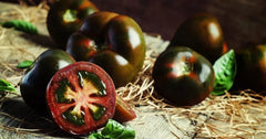 Black Truffle Tomato Seeds - 30+ Organic Heirloom Non-GMO - Rare Early Variety - Solanum lycopersicum