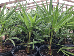 Cold Hardy Windmill Palm Trees 22-24” Trachycarpus fortunei Outdoor Tropical Plants