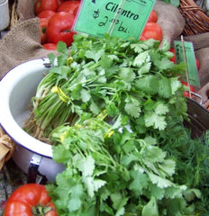 Cilantro Seeds - 150 Seeds - Coriander Chinese Parsley - Coriandrum sativum - GroCo USA