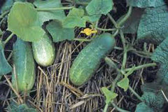 Pickling Cucumber Seeds, Heirloom Non-GMO, National Variety, 25+ Seeds - Perfect for Homemade Pickles