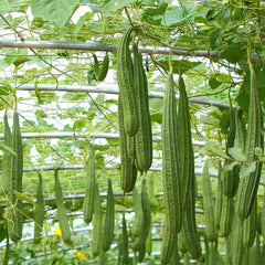 Ridge Gourd Luffa Live Plant 4" Pot - Luffa Acutangula Climbing Vegetable