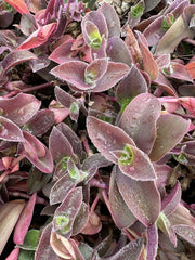 Tradescantia Cuttings - 5 Unrooted Pale Puma Fuzzy - Wandering Jew (Tradescantia zebrina)