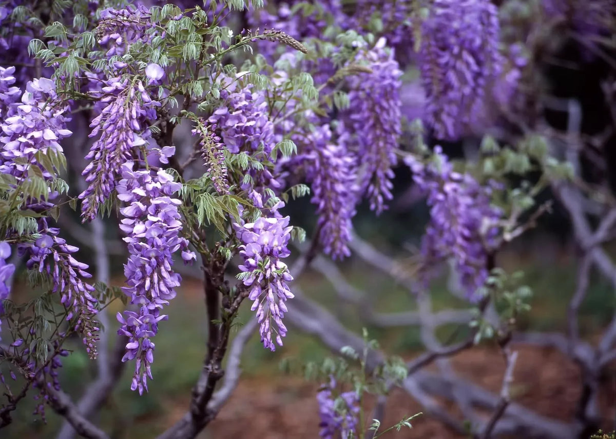 Purple Wisteria Seeds - 20 Count - Flowering Vine for Planting - Wisteria sinensis
