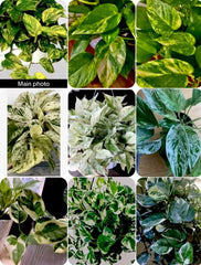 Pathos Cuttings Set - 3 Cuttings: Marble, Golden, N'Joy - In 3 Inch Pot - Epipremnum aureum