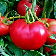 Organic Tomato Seeds - 51+ Bradley Bush Variety for Container Gardening - Perfect for Compact Spaces - Lycopersicon esculentum