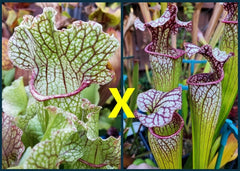 Sarracenia Seeds - 2025 Fat Mitchelliana X (Adrian Slack X Judith Hindle) - Carnivorous Plant Seeds for Gardening