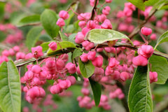 Cork Spindle Shrub Seeds - 10 Pack - Euonymus phellomanus - Hardy Shrub Seeds for Garden and Landscaping