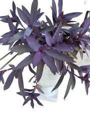 Purple Heart Wandering Tradescantia Cuttings - 15 Live Jew Plant Cuttings (Tradescantia Pallida Purpurea)