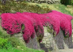 Red Creeping Thyme Seeds - 1000+ Non-GMO Groundcover Seeds - Thymus serpyllum