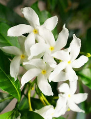 Green Confederate Star Jasmine Plant 6-8" Tall Trachelospermum Climber No Pot
