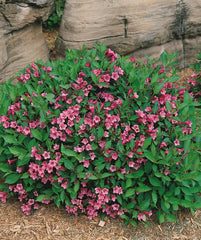 Minuet Weigela Cutting 8-12 Inches Rosy-Pink Blooms Weigela florida 'Minuet' Live Rooted Plant for Zones 4-8
