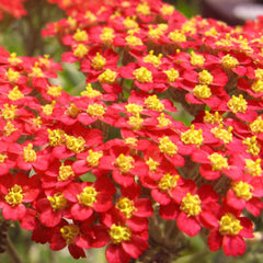 Red Yarrow Seeds | Non-GMO | Herbal Garden Plant | Achillea millefolium