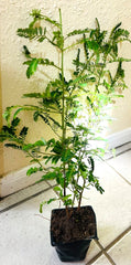 Organic Stone Breaker Plants 2X, Phyllanthus niruri, Chanca Piedra Herb, Live Plants, 14"