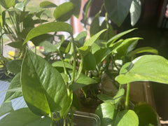 Pothos Plant - Organic Healthy Vibrant Green - Epipremnum aureum