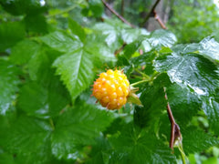 Salmonberry Root Cuttings - 5 Live Organic Rhizomes - Rubus spectabilis - Edible Perennial Plants