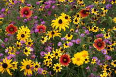 Perennial Wildflower Mix | Fresh Seed | All Varieties | Native Wildflowers for Garden | Eco-Friendly Planting
