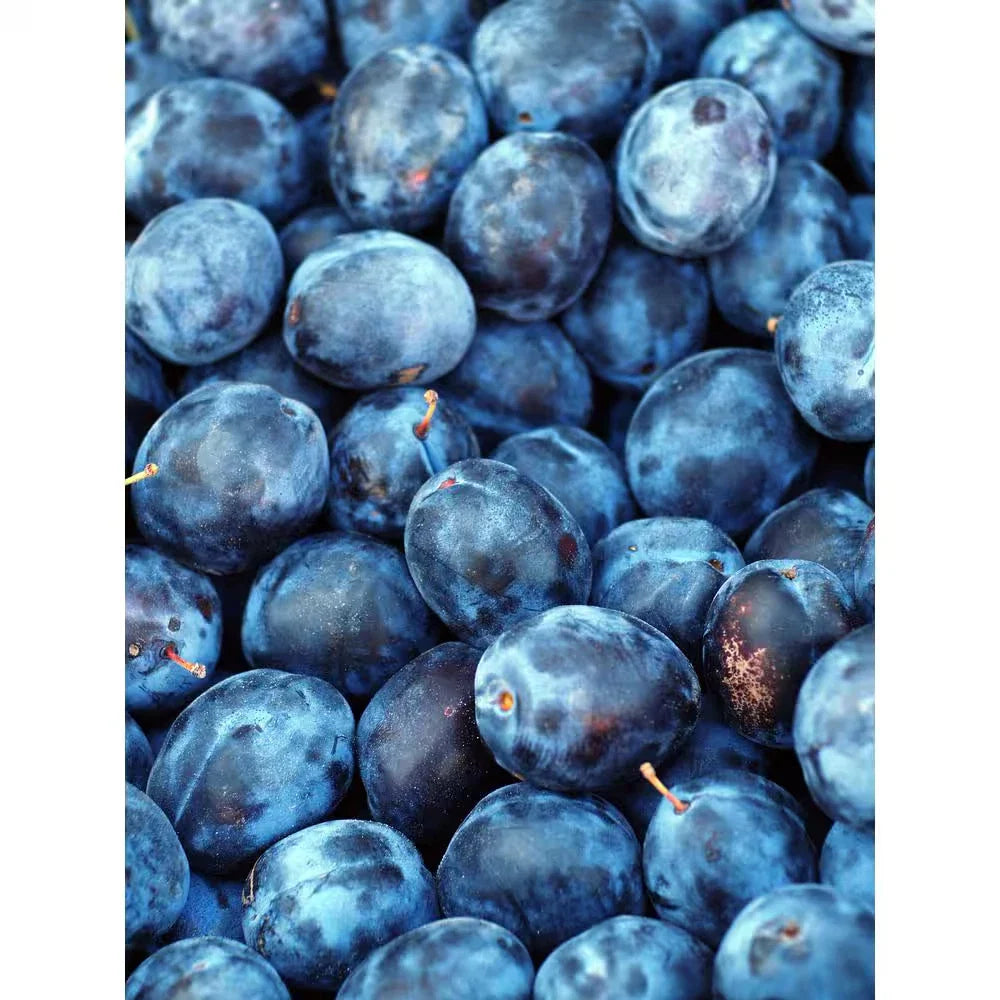 Dwarf Italian Plum Tree Bare Root - Prunus Domestica - Fruiting Variety - Free Shipping