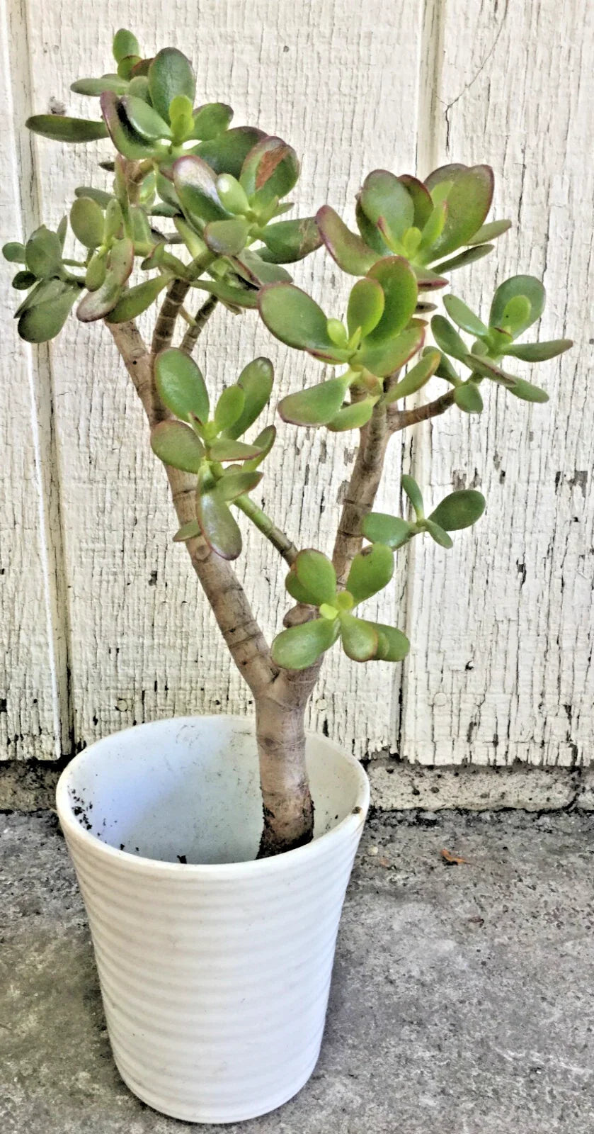 Big Jade Plant 14-16” Tall, Live Succulent Crassula ovata, Real Tree Rooted