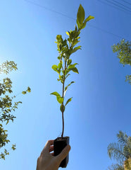 Green Gem Ficus Tree (Ficus microcarpa ‘Green Gem’) | Compact Evergreen Bonsai Tree | Indoor Live Plant | 2.5 Inch Pot
