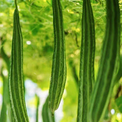 Bonanza Angled Luffa Gourd Seeds - 2025 Planting, Ridged Angled Gourds, Asian Vegetable (Luffa acutangula)