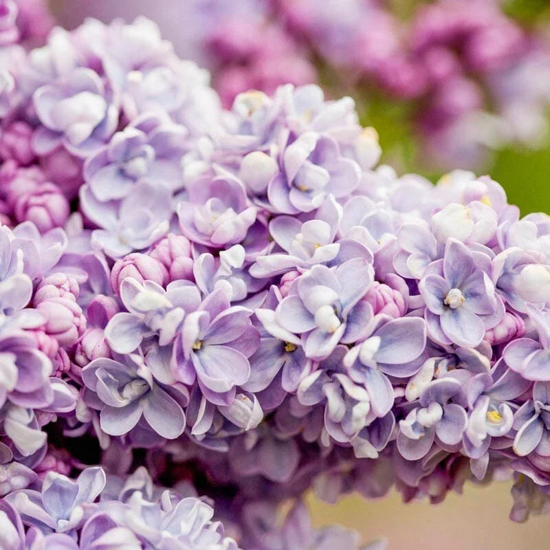 25 President Gra Lilac Seeds | Fragrant Perennial Flower | Syringa vulgaris | USA Grown