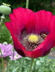Poppy Seeds - 500 Organic Breadseed Red Mix Flower Seeds - Decorative Pods for Garden Planting - Papaver somniferum