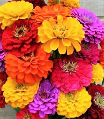 California Giant Zinnia Seeds - Non-GMO Flower Seeds, 100+ Seeds, Colorful Varieties, Zinnia elegans