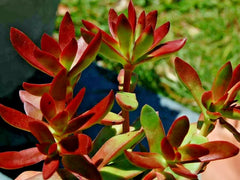 Crassula Platphylla Burgundy Cuttings - 1.5" Diameter - Unrooted - Succulent Plant for Propagation