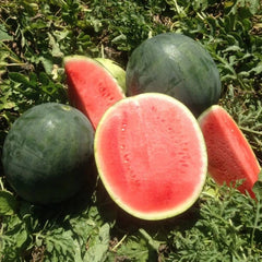 Belmont Watermelon Seeds - 50+ Pack for Garden Planting - Citrullus lanatus - USA Grown